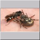 Episyron rufipes - Wegwespe w24 mit Spinne auf der Hand.jpg